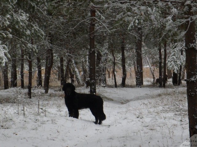 Фото: ньюфаундленд Княжна в Черном от Марлеон Дусвик