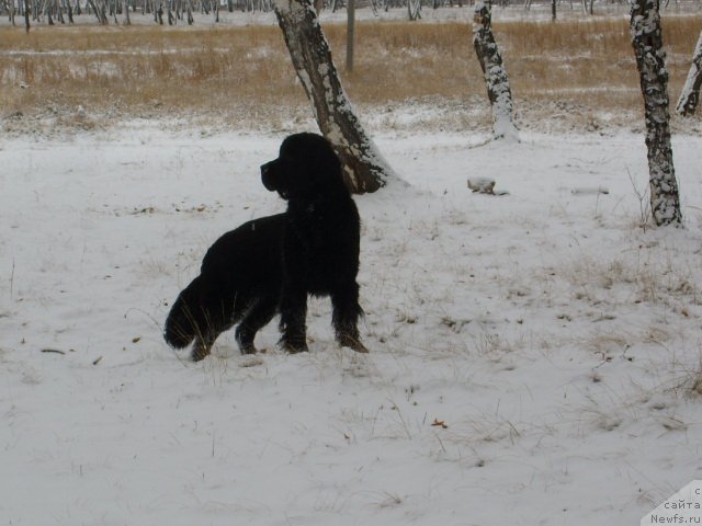Фото: ньюфаундленд Княжна в Черном от Марлеон Дусвик