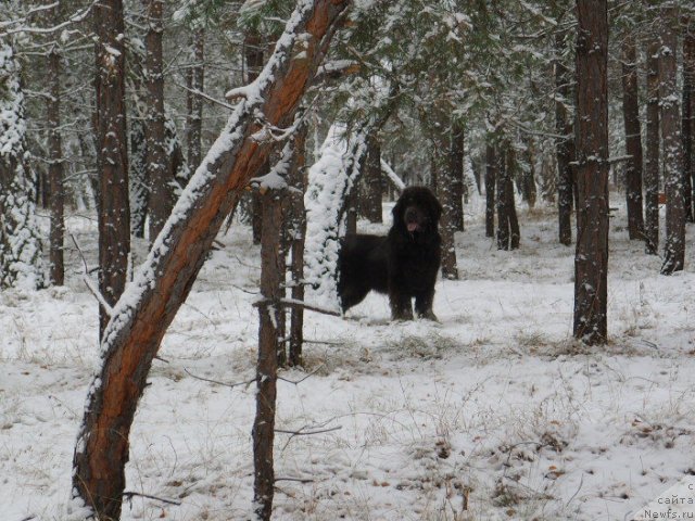 Фото: ньюфаундленд Аквамариновая Красотка для Марлеон