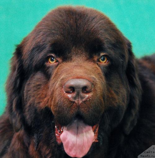 Фото: ньюфаундленд Супер Премиум Бест Бэлжен Ригардс (Super Premium Best Belzhen Regards)