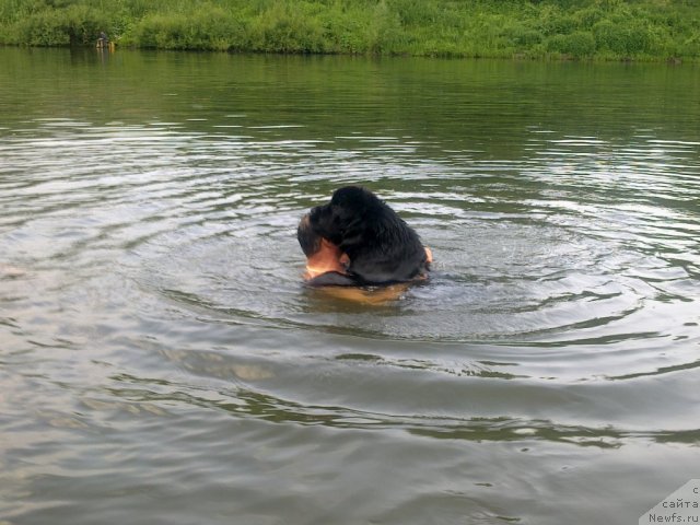 Фото: ньюфаундленд Сказочная Кроха Медисон (Skazochnaya Kroha Medison)