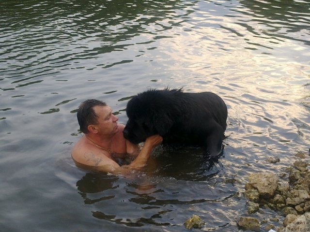 Фото: ньюфаундленд Сказочная Кроха Медисон (Skazochnaya Kroha Medison)