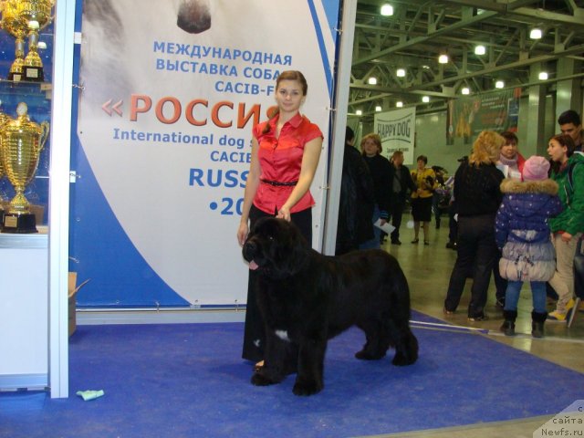 Фото: ньюфаундленд Сказочная Кроха Медисон (Skazochnaya Kroha Medison)