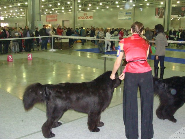 Фото: ньюфаундленд Сказочная Кроха Медисон (Skazochnaya Kroha Medison)