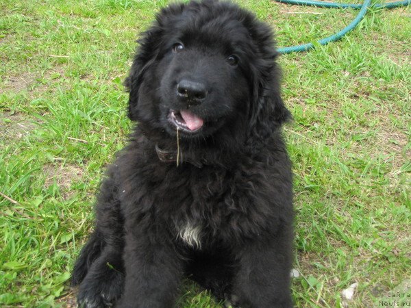 Фото: ньюфаундленд Бонопарт Наполеон