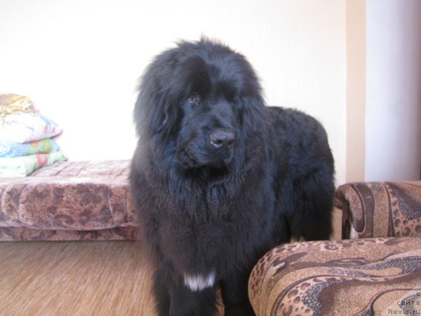 Фото: ньюфаундленд Бонопарт Наполеон