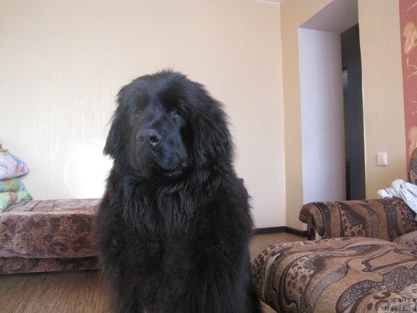 Фото: ньюфаундленд Бонопарт Наполеон