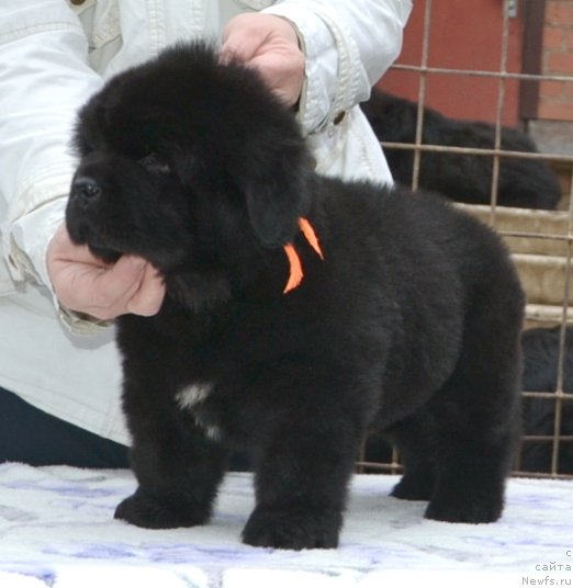 Фото: Щенки п-ка 