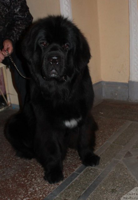 Фотография № 110355