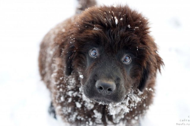 Фото: Кумир Миллионов