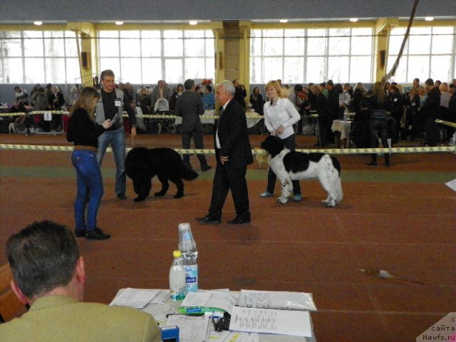 Фото: ньюфаундленд Lennon Mister Newf, ньюфаундленд Bernardette Sonata Luna Super Mishka