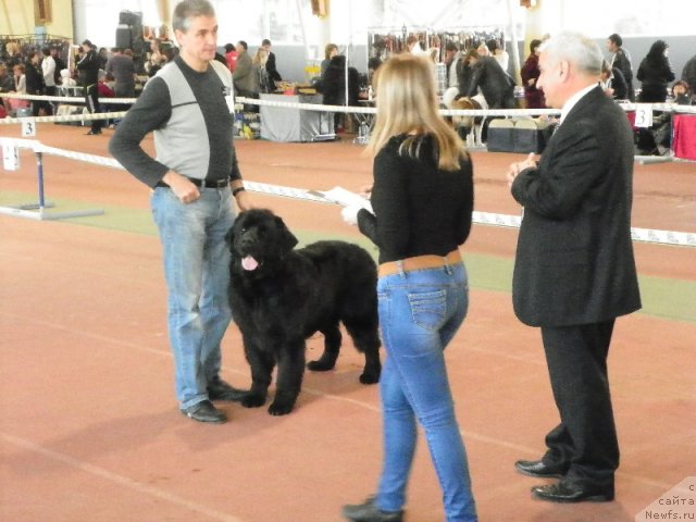 Фото: ньюфаундленд Lennon Mister Newf, Александр Хардин