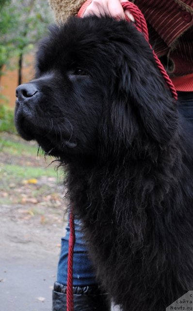 Фото: ньюфаундленд Деми Мур