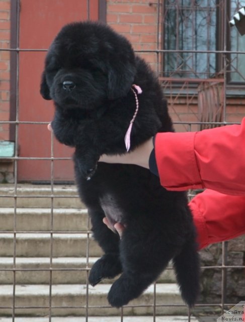 Фото: Щенки п-ка 