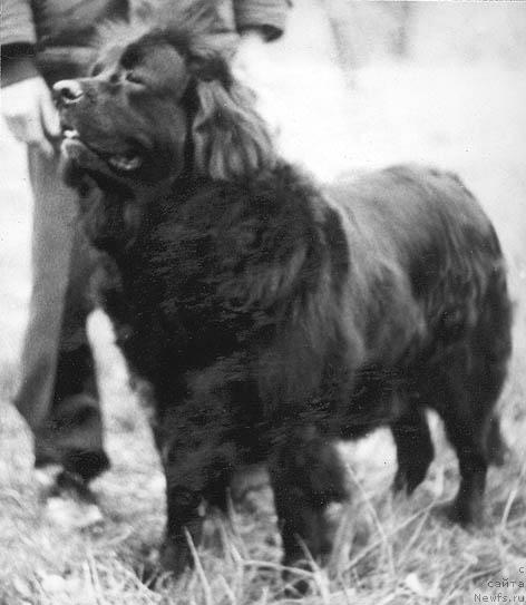 Фото: ньюфаундленд Глория