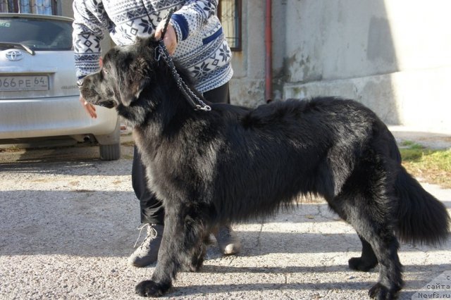 Фото: ньюфаундленд Черный Балу Борислав