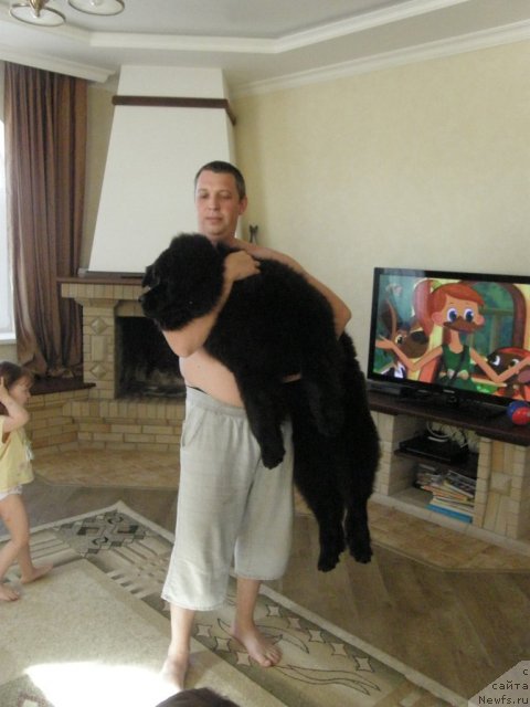 Фото: ньюфаундленд Черный Балу Борислав