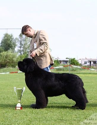 Фото: ньюфаундленд King of Helluland Duke of Heaven