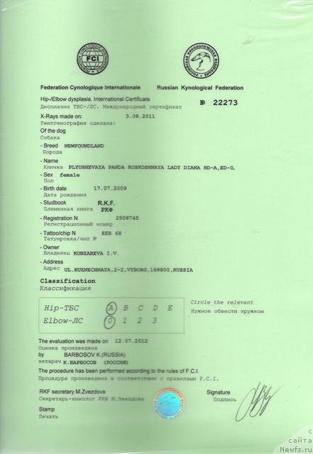 Фото: ньюфаундленд Плюшевая Панда Роскошная Леди Диана (Plushevaya Panda Roskoshnaya Lady Diana)