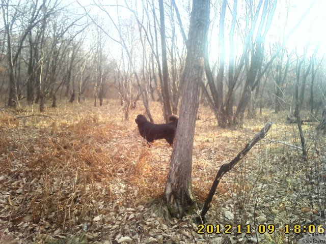 Фото: ньюфаундленд Несси Блэк с  Лесной Заимки