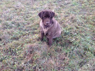 Фотография № 110432