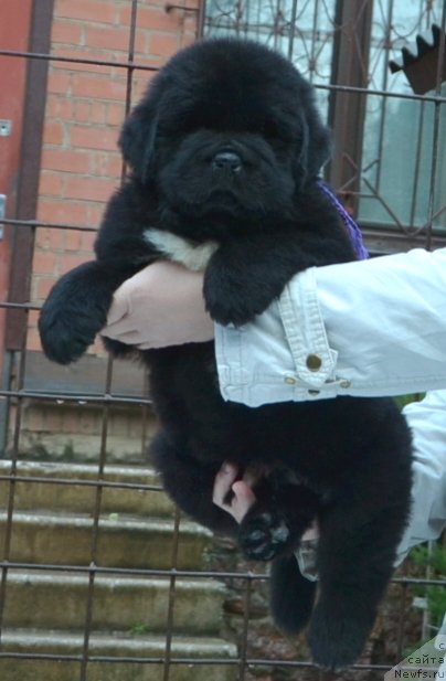 Фото: Щенки п-ка 