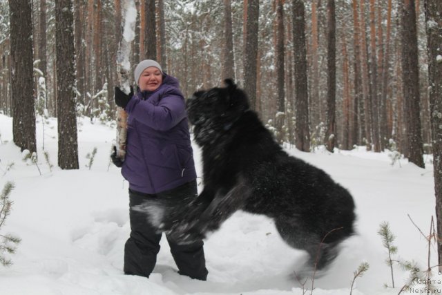 Фото: ньюфаундленд Омар Шериф, Людмила Овсянникова