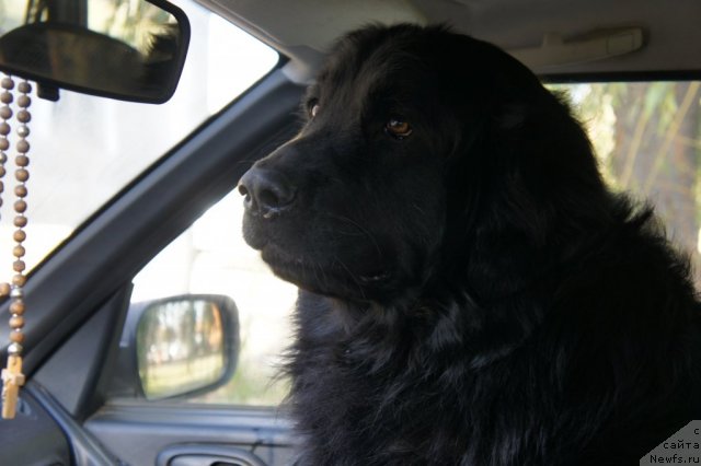 Фото: ньюфаундленд Ричард