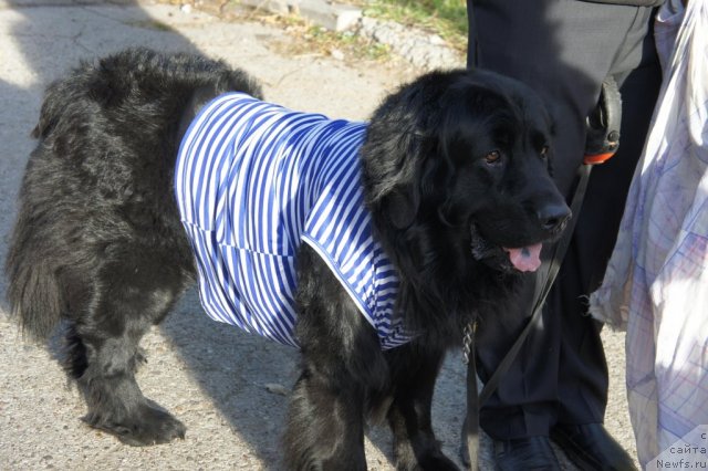 Фото: ньюфаундленд Ричард