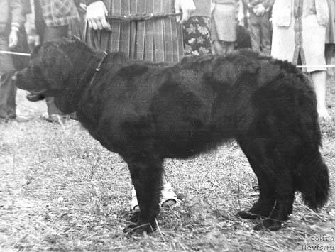 Фото: ньюфаундленд Ган Ненси