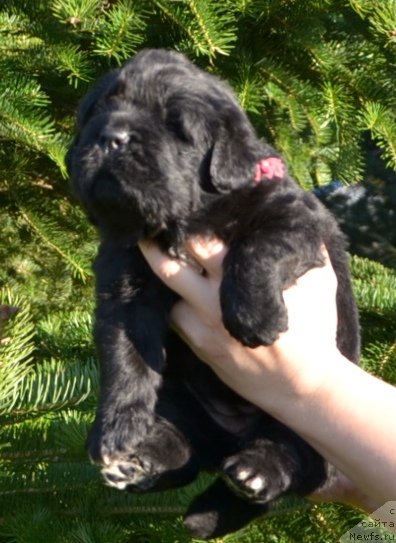 Фото: Щенки п-ка 