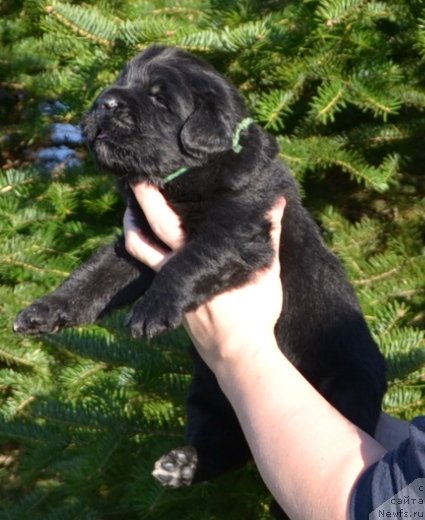 Фото: Щенки п-ка 