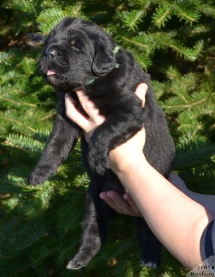 Фото: Щенки п-ка 