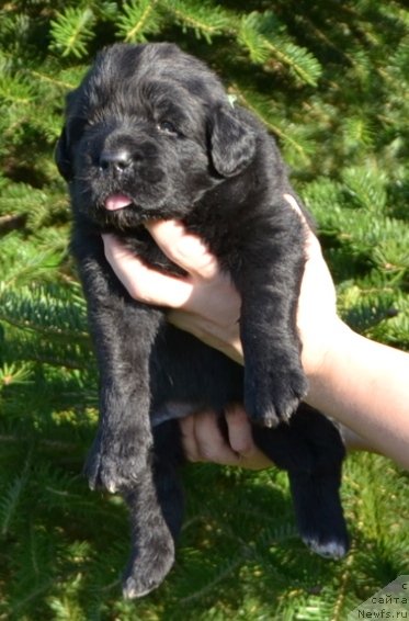 Фото: Щенки п-ка 