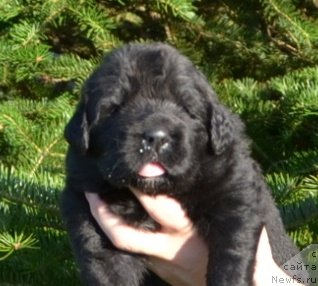 Фото: Щенки п-ка 