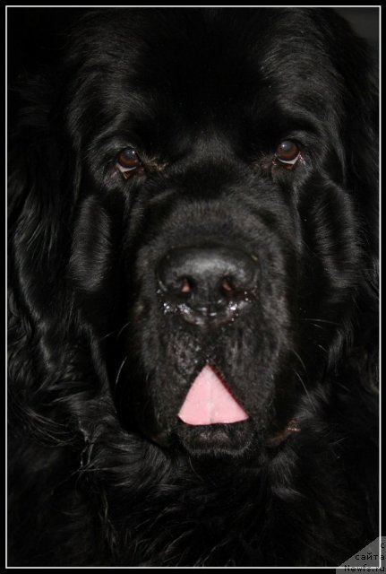 Фото: ньюфаундленд Уютная Долина Аэлита Маринус