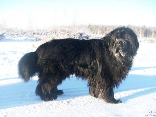 Фото: ньюфаундленд Карат из Медвежьего Яра (Karat iz Medvejyego Yara)