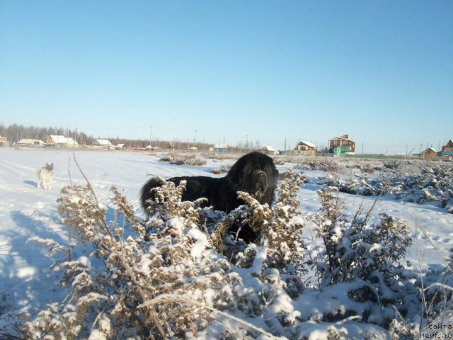 Фото: ньюфаундленд Карат из Медвежьего Яра (Karat iz Medvejyego Yara)