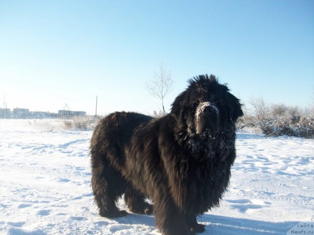 Фото: ньюфаундленд Ярада из Сибирской Глубинки (Yarada iz Sibirskoy Glubinki)