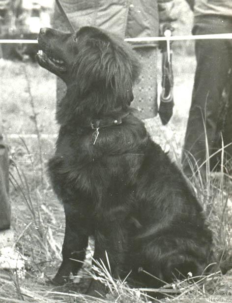 Фото: ньюфаундленд Нирса Ирджи