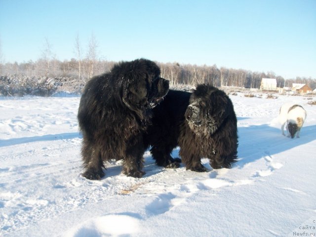 Фото: ньюфаундленд Карат из Медвежьего Яра (Karat iz Medvejyego Yara), ньюфаундленд Ярада из Сибирской Глубинки (Yarada iz Sibirskoy Glubinki)