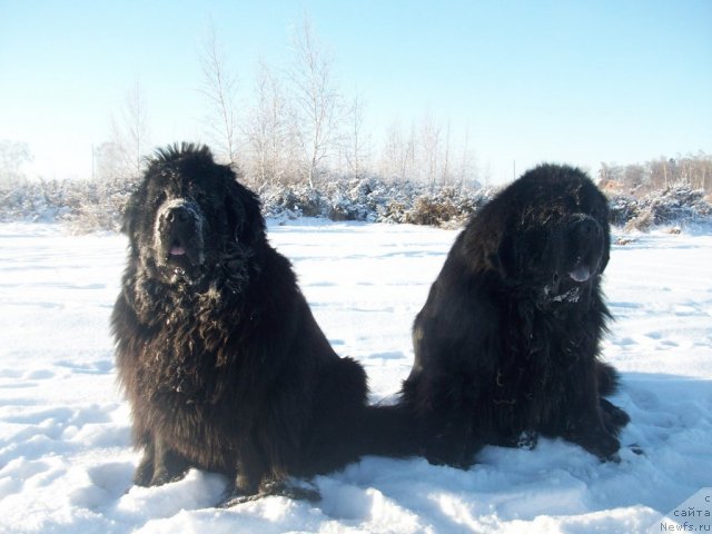 Фото: ньюфаундленд Ярада из Сибирской Глубинки (Yarada iz Sibirskoy Glubinki), ньюфаундленд Карат из Медвежьего Яра (Karat iz Medvejyego Yara)