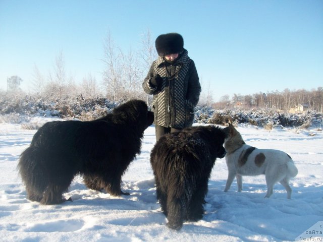 Фото: ньюфаундленд Ярада из Сибирской Глубинки (Yarada iz Sibirskoy Glubinki), ньюфаундленд Карат из Медвежьего Яра (Karat iz Medvejyego Yara), Наталья Бережнева