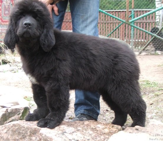 Фото: ньюфаундленд Плюшевая Панда Чери Свис (Plushevaya Panda Cheri Suisse)