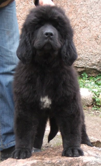 Фото: ньюфаундленд Плюшевая Панда Чери Свис (Plushevaya Panda Cheri Suisse)