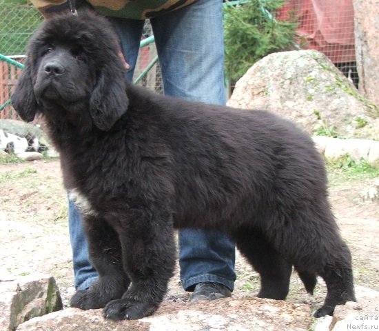 Фото: ньюфаундленд Плюшевая Панда Чери Свис (Plushevaya Panda Cheri Suisse)