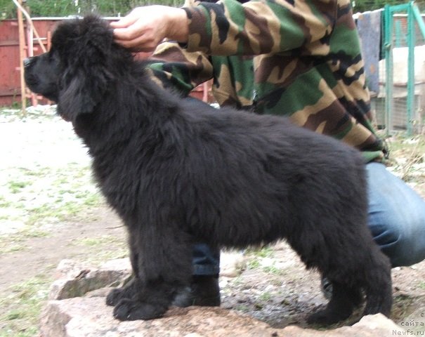 Фото: ньюфаундленд Плюшевая Панда Черри Бренди (Plushevaya Panda Cherry Brandy)