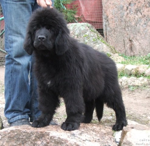 Фото: ньюфаундленд Плюшевая Панда Черри Бренди (Plushevaya Panda Cherry Brandy)