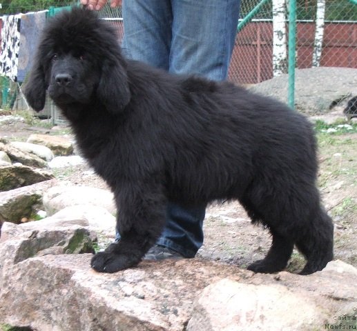 Фото: ньюфаундленд Плюшевая Панда Черри Бренди (Plushevaya Panda Cherry Brandy)