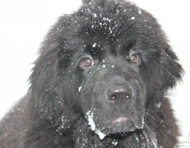 Фотография № 110616